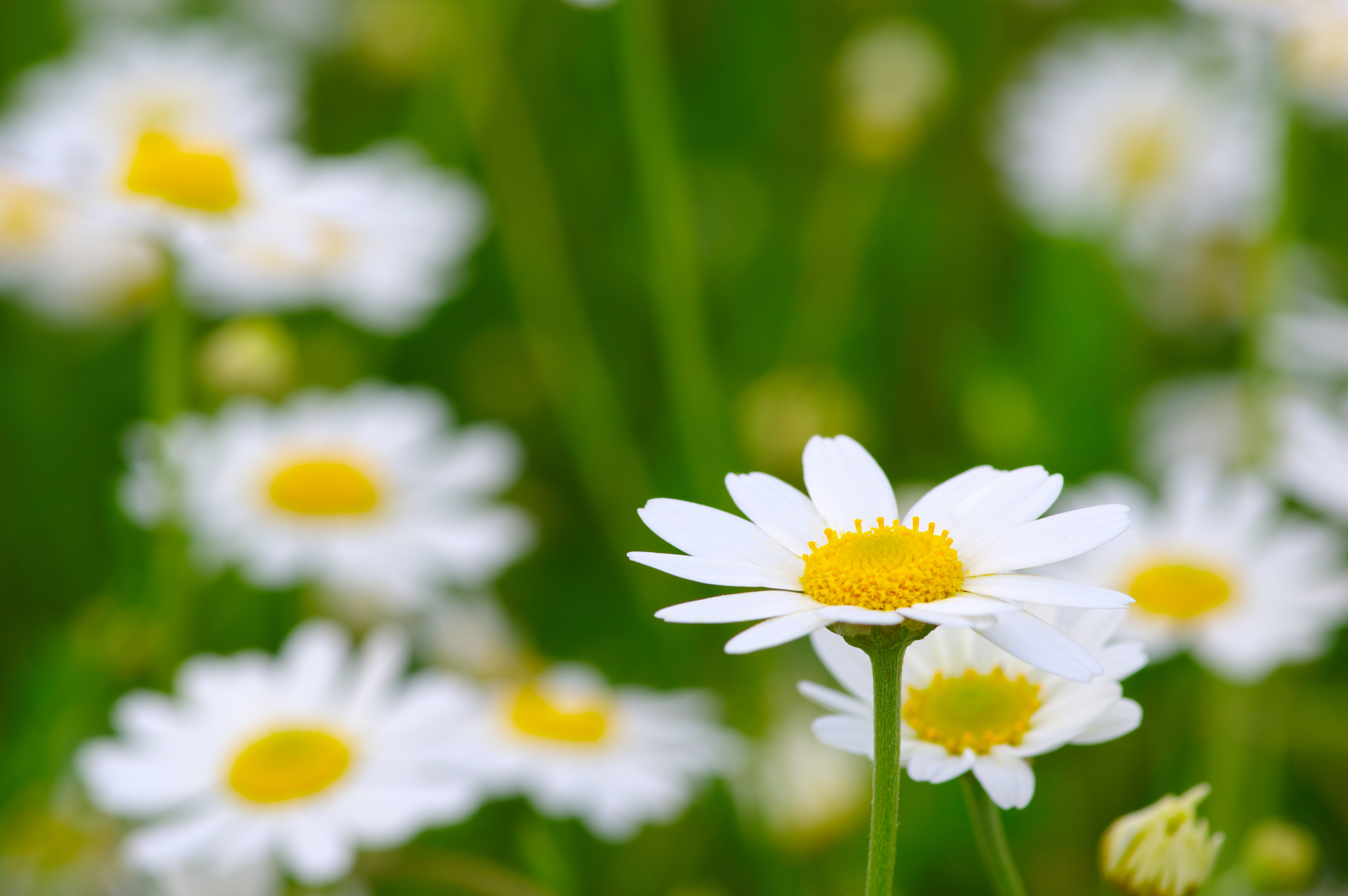 Crisp clean image of a daisy